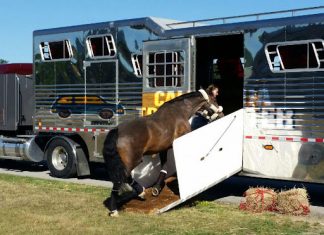 California Horse Shipping Company California Horse Shipping, Horse transport companies in California